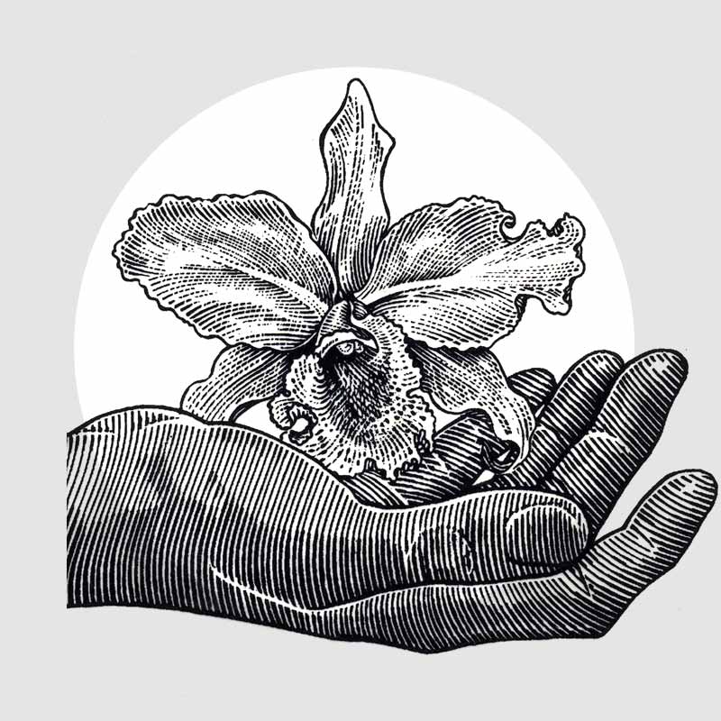 Orchid, 雕刻線畫 Engraving Line Drawing, 8x6 inches